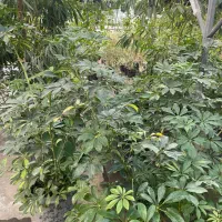 فروش-باغ-در-بندر-شرفخانه