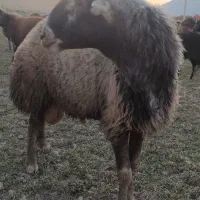 شیشک قوچ افشاری