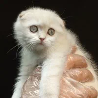 بچه گربه های اسکاتیش