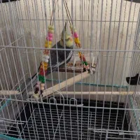 عروس هلندی نر سینامون