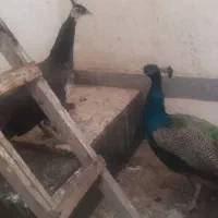 طاووس|پرنده|مشهد, انقلاب|دیوار