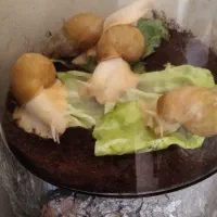 حلزون