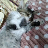 بچه گربه شیطون وبازیگوش واگذاری