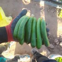 خیار تازه