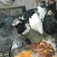 25 عدد مرغ و خروس