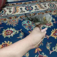 عروس هلندی تازه دستی