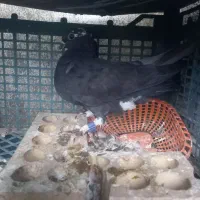 کبوتر