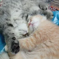 گربه  اسکاتیش (جفت نر و ماده)|گربه|رشت, خمیران زاهدان|دیوار