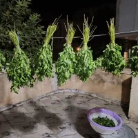 سفارش نعنا خشک  خالص شنبلیله شویدوسبزی قورمه