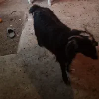 بز‌ماده‌رسم