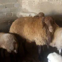 قوچ گوسفندی|حیوانات مزرعه|شیروان (خراسان), |دیوار