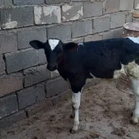 گوساله نر ۷۰روزه نژاد هلشتاین قیمت ۱۳۰میلیون