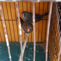 جفت فنچ انگلیسی کینگ