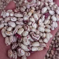 لوبیا چیتی پا کوتاه ۸۰ روزه