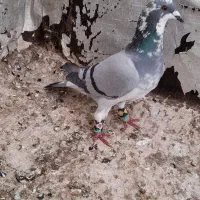 کبوتر ابلغ نر
