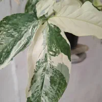 سینگونیوم ابلق بال فرشته