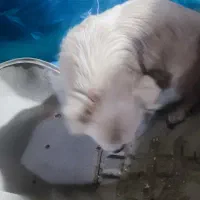 سگ پاکوتاه احتیاج به کمک