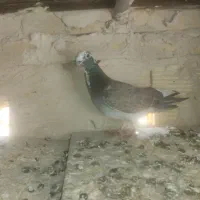 دو عدد دوکت نر|پرنده|سنندج, |دیوار