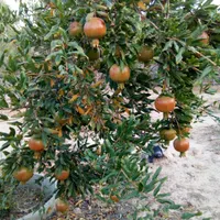 باغ شهری فروش یا معاوضه سیاخ دارنگون|فروش خانه و ویلا|شیراز, صاحب الزمان|دیوار