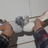 چند جفت شهری و دم سفید کلکسیونی|پرنده|برازجان, |دیوار