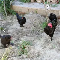 مرغ و خروس مرندی
