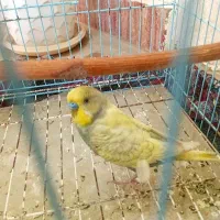 مرغ عشق نرقیمت ۳۰۰
