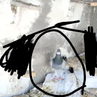 کبوتر گمشده