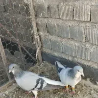 کفتر شهری|پرنده|شیراز, دلگشا|دیوار