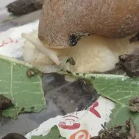 حلزون