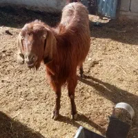 حیوانات مزرعه|حیوانات مزرعه|مرودشت, مجد آباد|دیوار