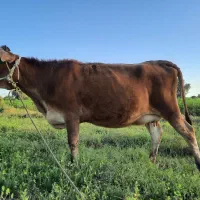 گاو ابستان سرمایه