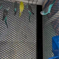 مرغ عشق|پرنده|یزد, |دیوار