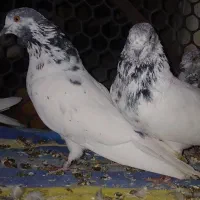 کبوتر کله ایی