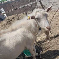 بز نر سانن