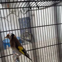 سهره|پرنده|بهارستان, |دیوار