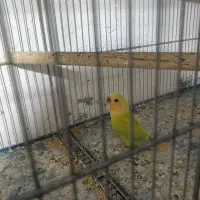 کوتوله برزیلی
