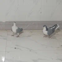 کیوتر دمگیر|پرنده|شاهین‌شهر, گزبرخوار|دیوار