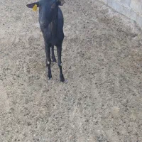 بز مورسیا آبستن ۴ماه