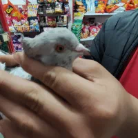 یک عدد کفتر سرور پرشی تیپی|پرنده|مینودشت, |دیوار