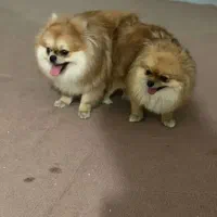 سگ پامرانین نر