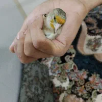 سهره قناری