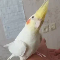 طوطی برزیلی وعروس|پرنده|ایلام, |دیوار