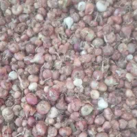 پیاز|خوردنی و آشامیدنی|قیدار, |دیوار