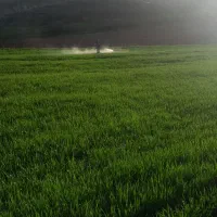 اجاره نقدی ۶هکتار زمین دیم