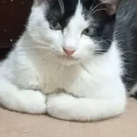 گربه گمشده