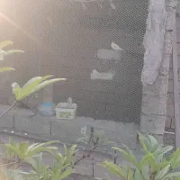 دوجفت کبوترک سالم سرحال|پرنده|زهک, |دیوار