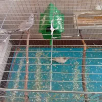 فنچ|پرنده|کرمان, |دیوار