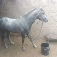 فروش‌نریون‌کرد‌.دره‌شور|اسب و تجهیزات اسب‌سواری|شاهرود, |دیوار