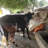 گاوه 7ماه آبستن