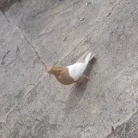 معاوظه